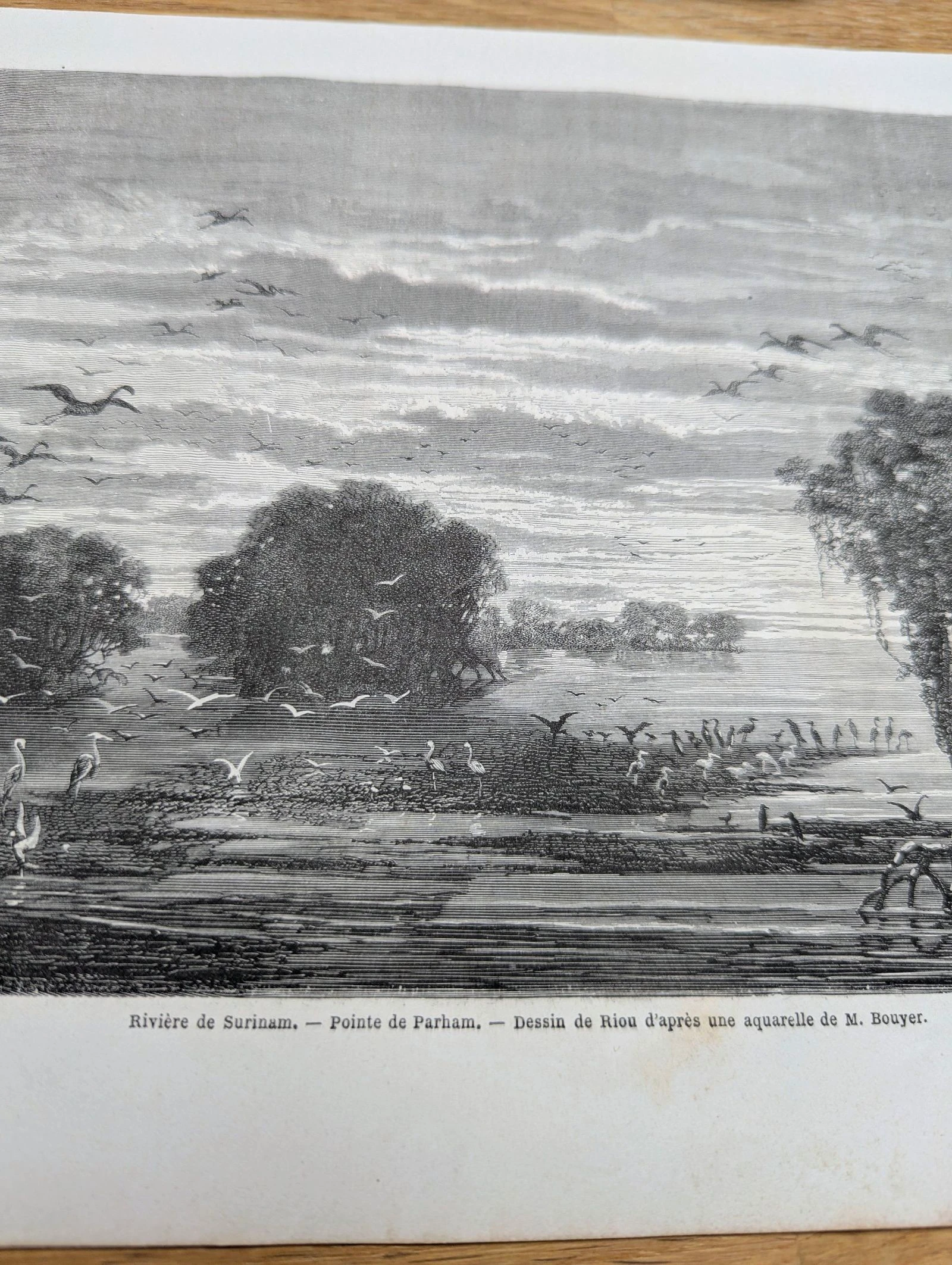 Rivière de Surinam, Parham. Ilustração impressa em 1866. – photo 5
